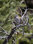 Dark eyed Junco Gray headed